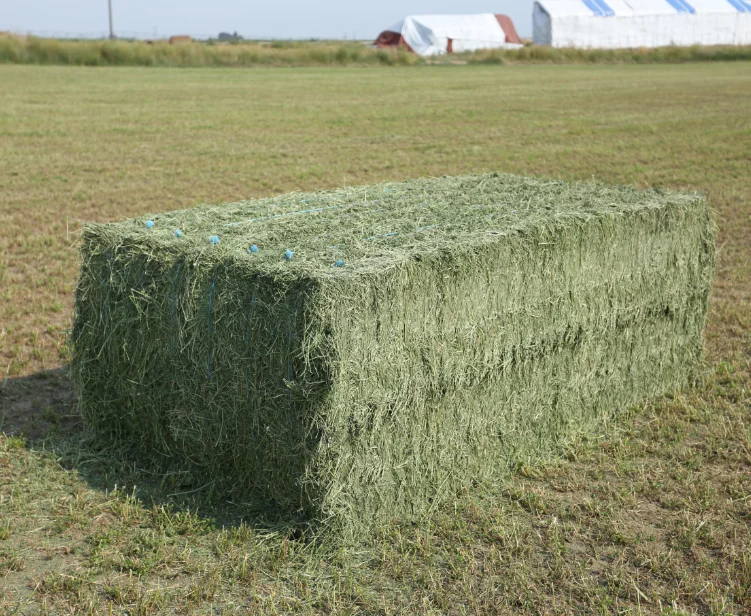 alfalfa hay bales