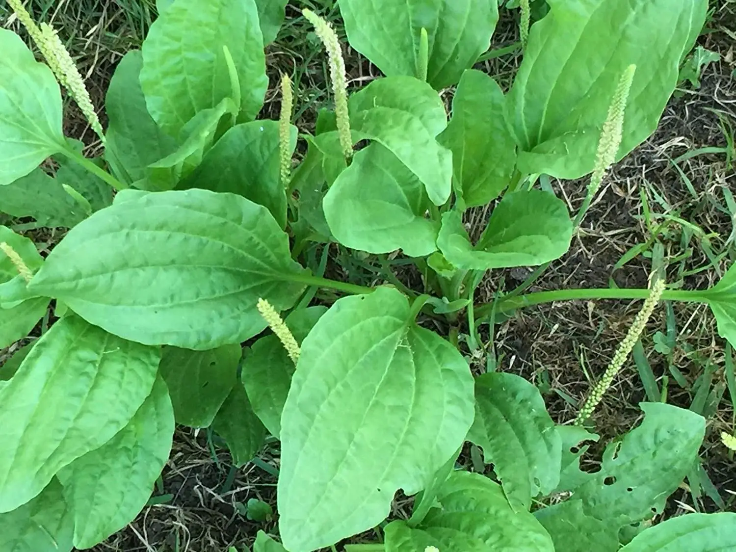 berjayatvet.edu.my Seeds Plants, Seeds & Bulbs Plant Seeds Now or Save