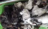 British scoured wool 26-27mic 50-80mm mix colors