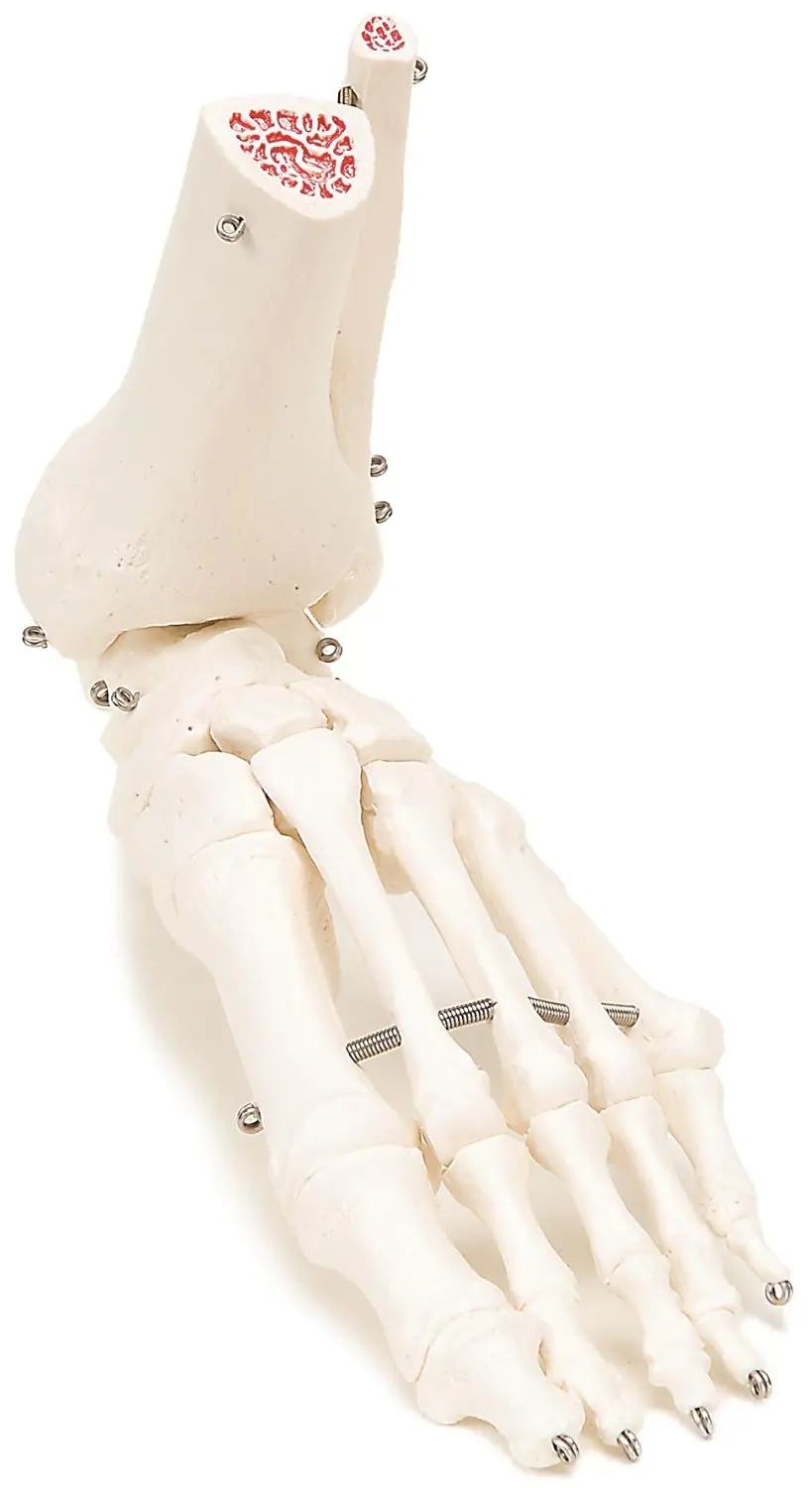 Loose bones. Скелет голеностопа. Фута скелет. Skeleton feet. L нога.