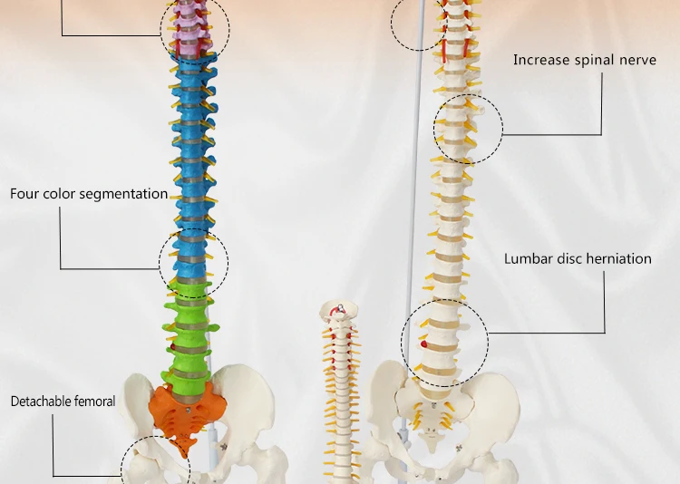 7 Anatomical model spine.jpg
