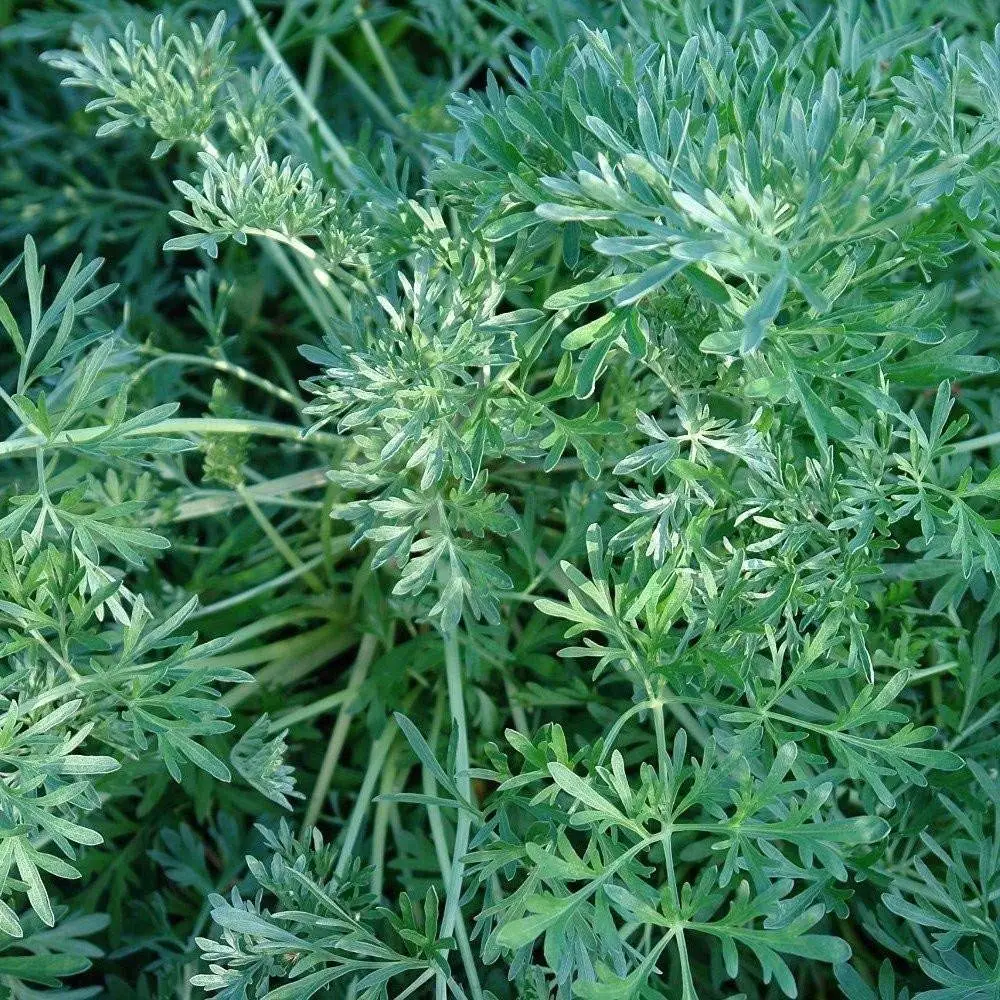 Kết quả hình ảnh cho Artemisia capillaris Thunb