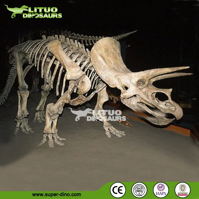 buy real dinosaur skeleton