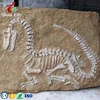 Customized Life Size Dinosaur Tyrannosaurus Fossil on The Wall
