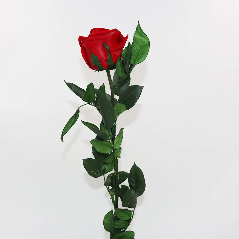 Long Stem Preserved Roses Custom Colors Single Roses Buy Long Stem