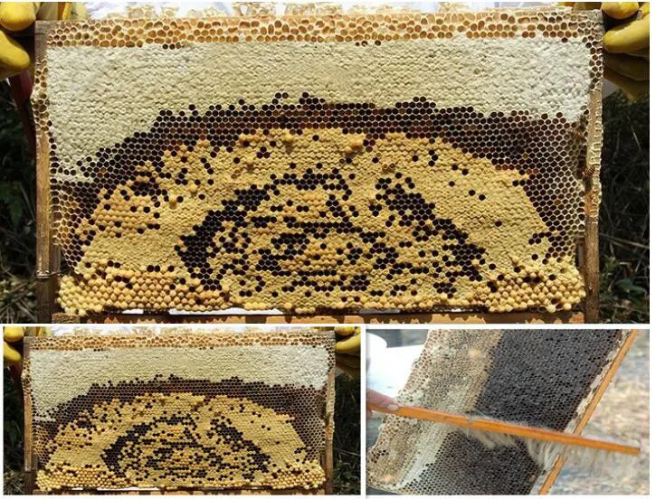 Apiculture Equipment Honey Uncapper Tray For With 100 Sheets