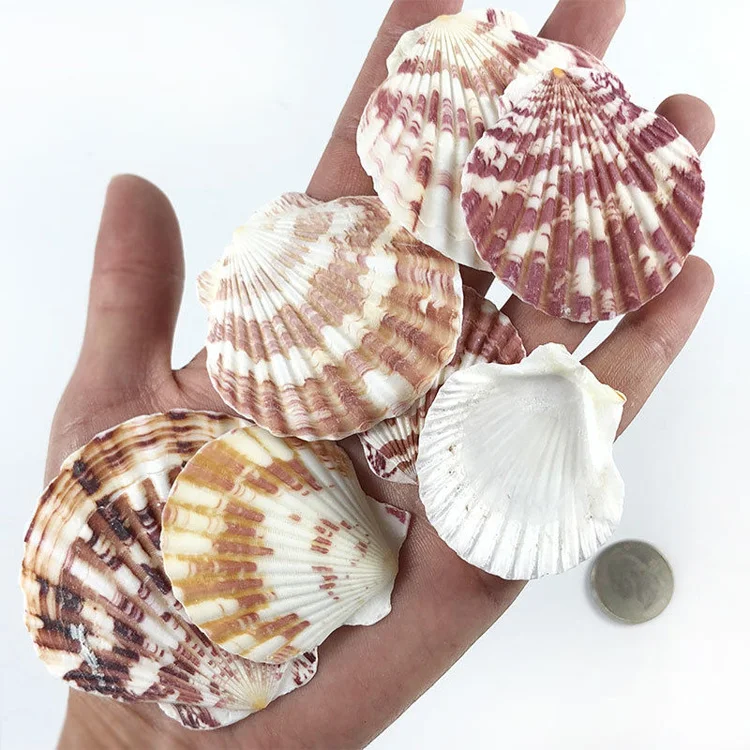 Natural Beautiful top rare real sea Shell Conch aquarium YBK048 