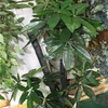 pachira braided money tree ,artificial rich tree plastic fake Pachira
