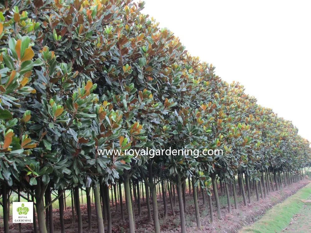 magnolia grandiflora resistente a freddo alberi di abbellimento piante boscose id prodotto magnolia grandiflora resistente a freddo alberi di abbellimento piante boscose id prodotto