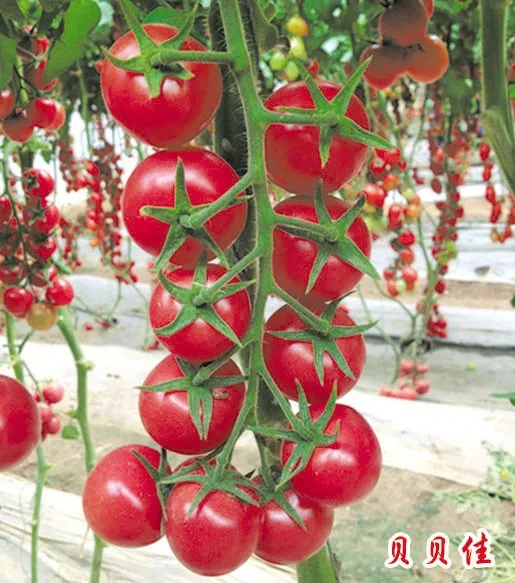 Semillas De Tomate De Cereza Hibridas De Alto Rendimiento Para El Cultivo Excelente Bebe Buy Alto Rendimiento Tomate Cherry Semillas De Tomate Cherry Hibrido Semillas De Tomate Cherry Product On Alibaba Com