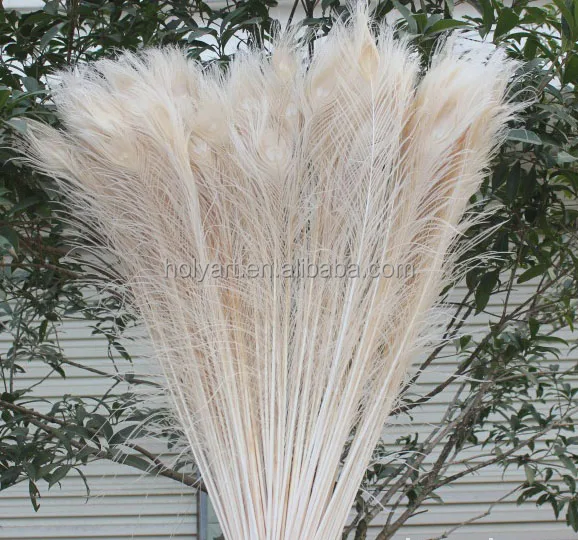 peacock feathers for sale