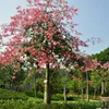 Wholesale street tree landscape cotton trees seedling