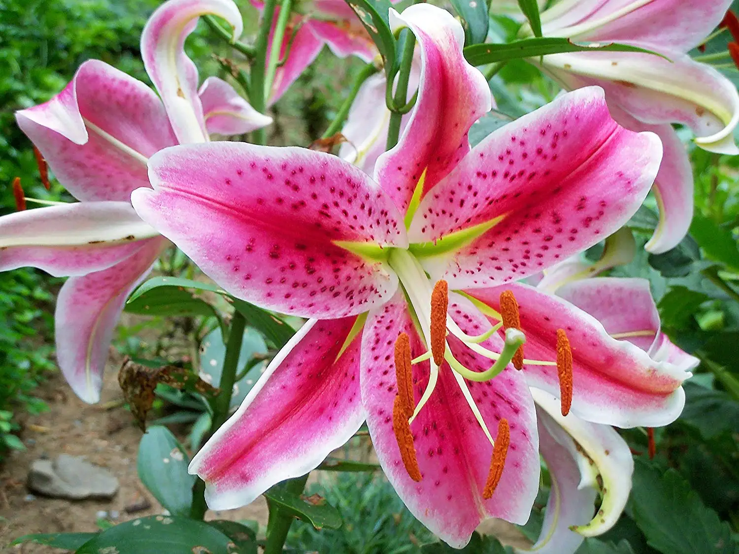 stargazer lily seeds