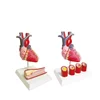 Anatomical human heart model