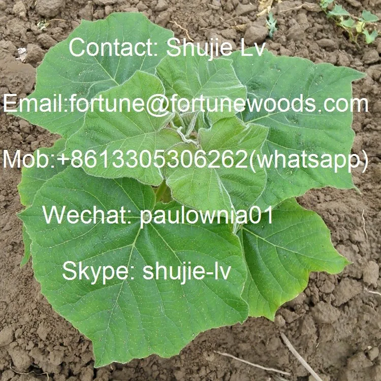 Pauownia root & seedling22.jpg