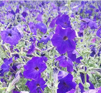 紫色の花 F1 ライラックソーニャペチュニアの種播種 Buy 装飾花 ライラックペチュニアの種 紫の花ペチュニアの種 Product On Alibaba Com