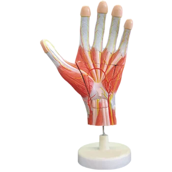 human anatomy hand drawing