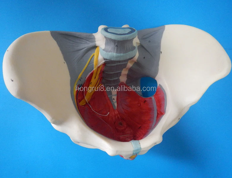 Iso Advanced Female Pelvis Model With Pelvic Floor Muslces And Nerves ...