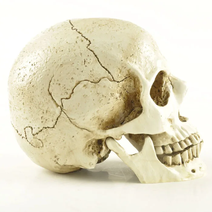 Polyresin Custom  Hollow Human Head Mold Handicrafts Skeleton,Resin Halloween Heads