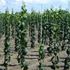 FRP Vineyard Grape/ Tree/Tomato Nursery Stakes Solid Plastic Planting support stakes