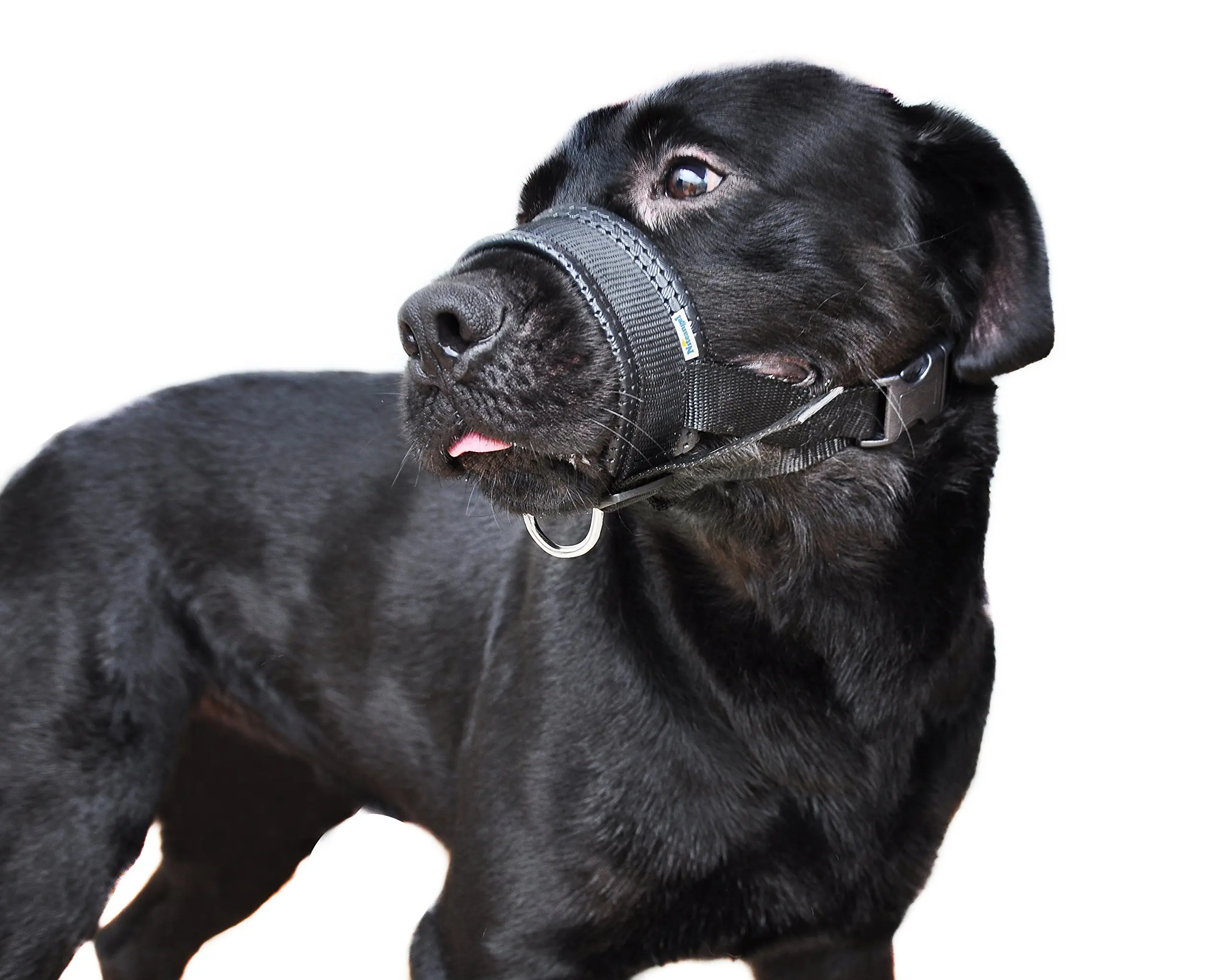 dog muzzle price