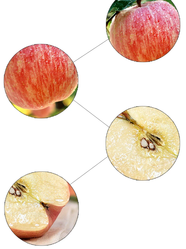 Chinese Fresh Fruits Red Delicious Fuji Apples With Competitive Price