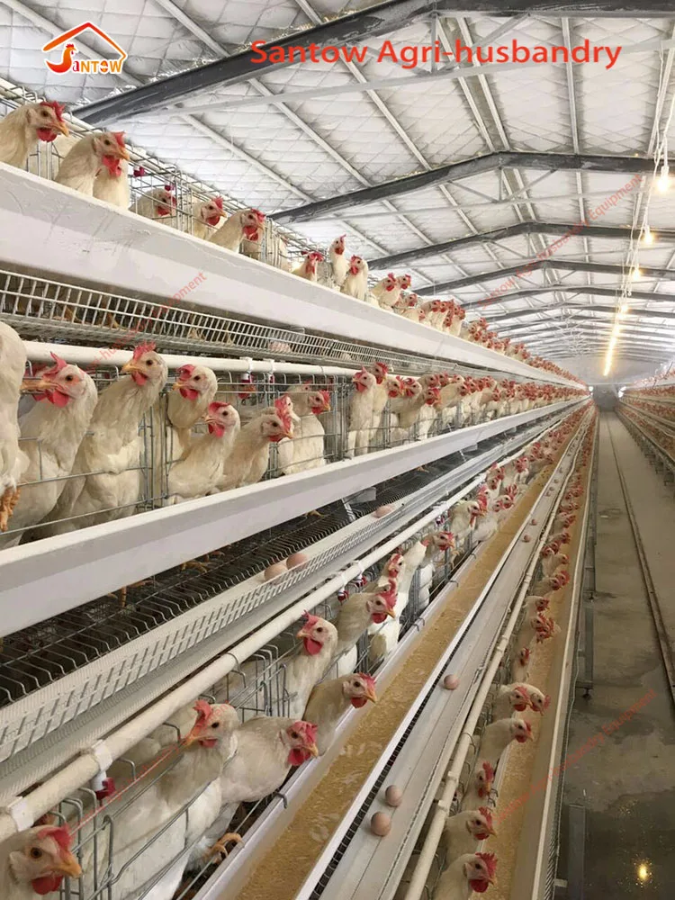 Best Sale Chicken Egg Layer Cages Laying Hens In South Africa - Buy