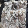 BQF Whole Cleaned Big Size Cuttlefish Head