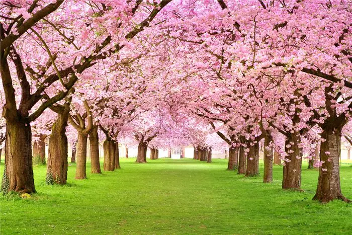 Kualitas Yang Sangat Baik Biaya Terendah Bunga Sakura Desain