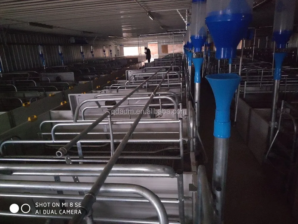 Professional Customized Sow Cage Farrowing Crate Stall Farm Project