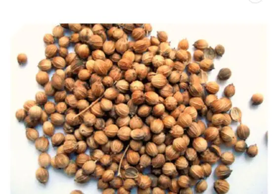 coriander seeds.jpg