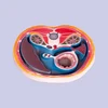 plastic simulation human anatomy model / Cross section of abdominal cavity model.