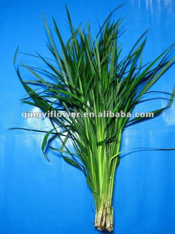 Fresh Cut Foliage Buy Cut Foliage,Flower Foliage,Cut Foliage Plants
