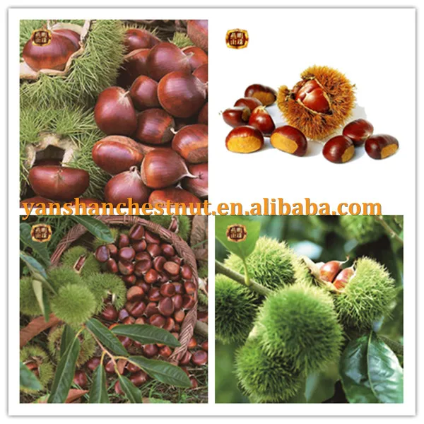 fresh chestnut1_.jpg