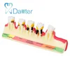 Educational Supplies Dental Progress Periodontal Disease model for Educational Training