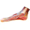 Median Sagittal Section Model of Foot(Foot Model)