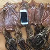 Box Packaging and 10 Weight(kg)dried squid