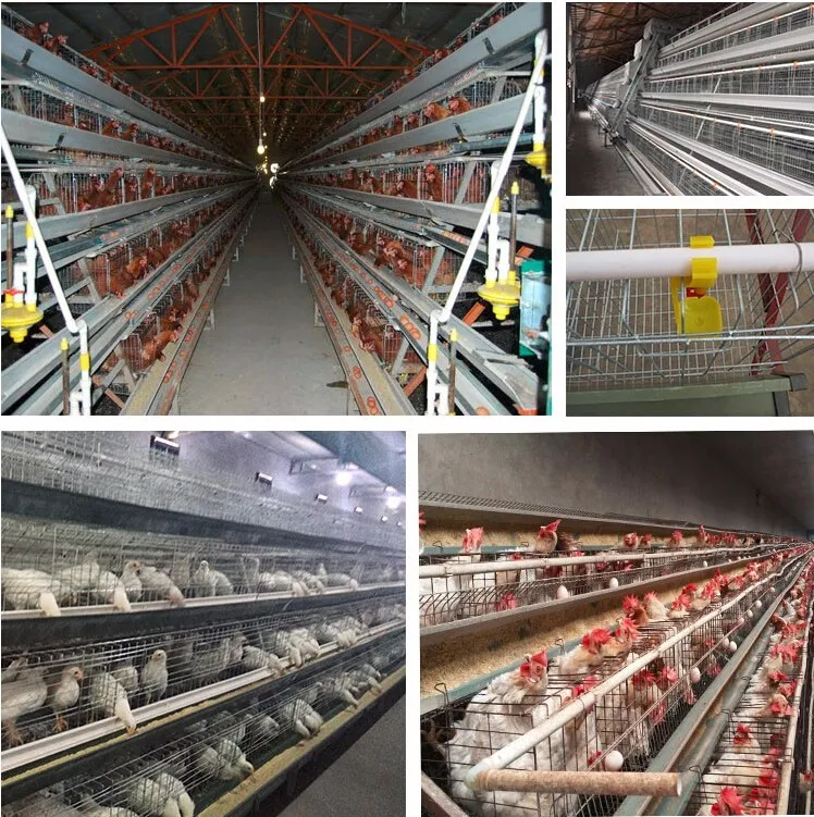 High Quality Chicken Poultry Farm Equipment For Sale Buy High Quality