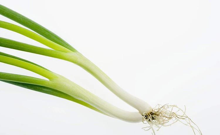 fresh shallot concentrate flavor oil for catering seasoning