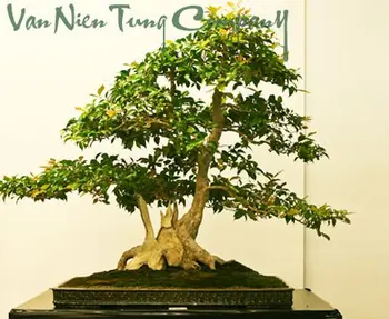 Pink Trumpet Tree Buy Bonsai Product On Alibaba Com