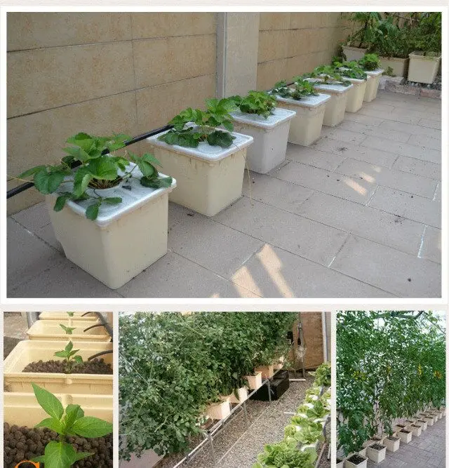 Homemade Dutch Bucket Recirculating Drip System Cheap Dutch Bucket Industrial Hydroponic System