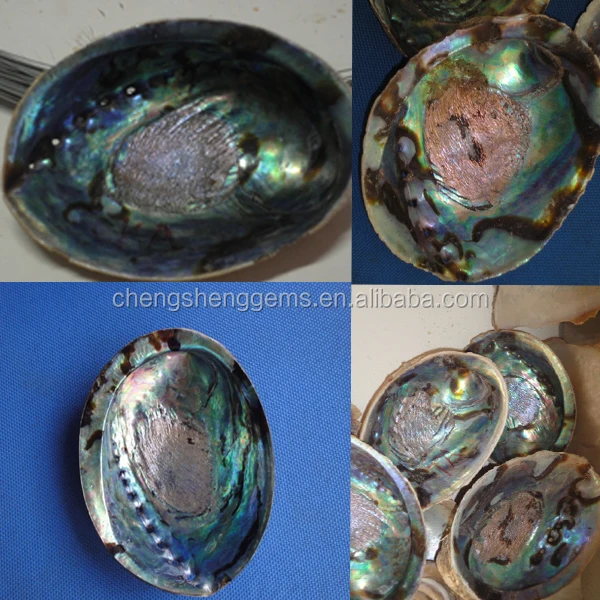 abalone raw.jpg