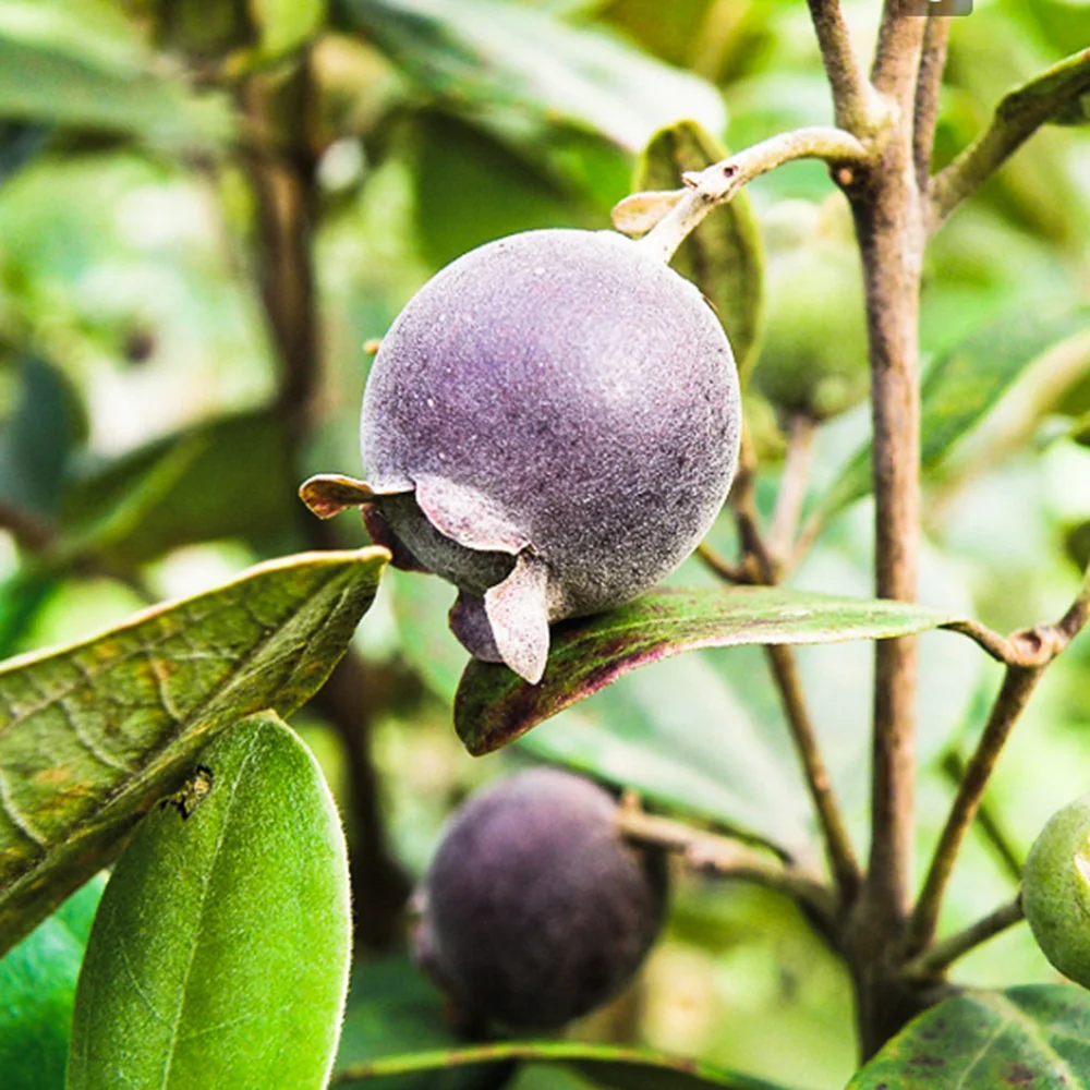 purple tree fruit