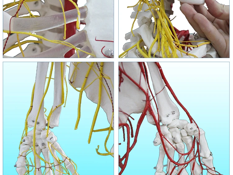 12 Skeleton model.jpg