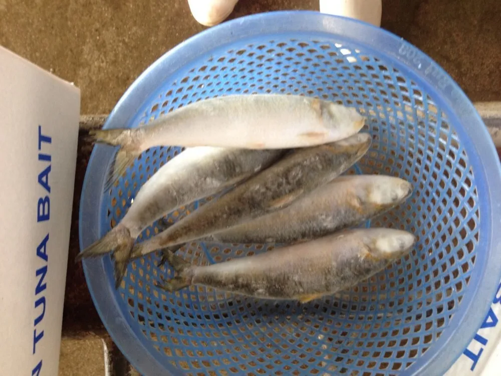 Frozen Herring & Anchovy - Case Pack - Fish-Field