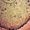 biology lab course prepared microscope slides