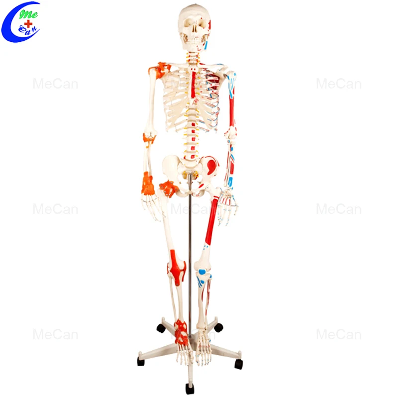 human body model