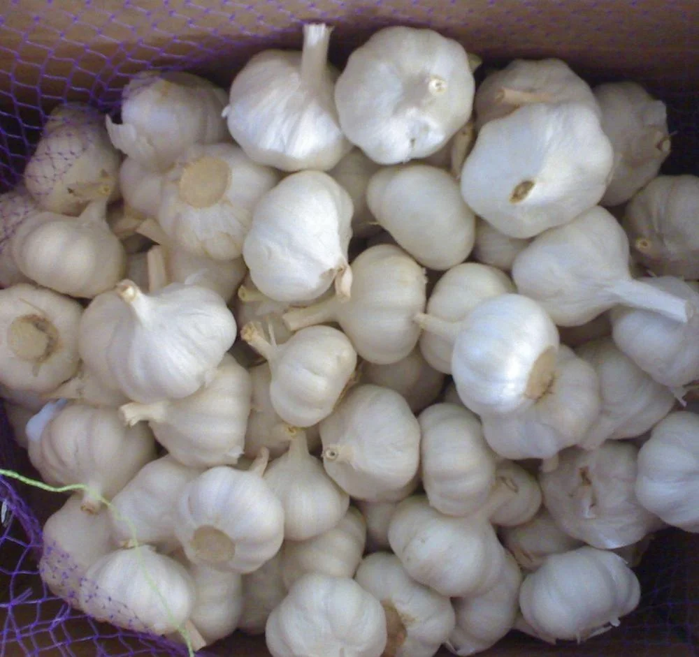 5.5cm pure white garlic_.jpg