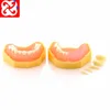 Dental wax form training teeth model edentuous