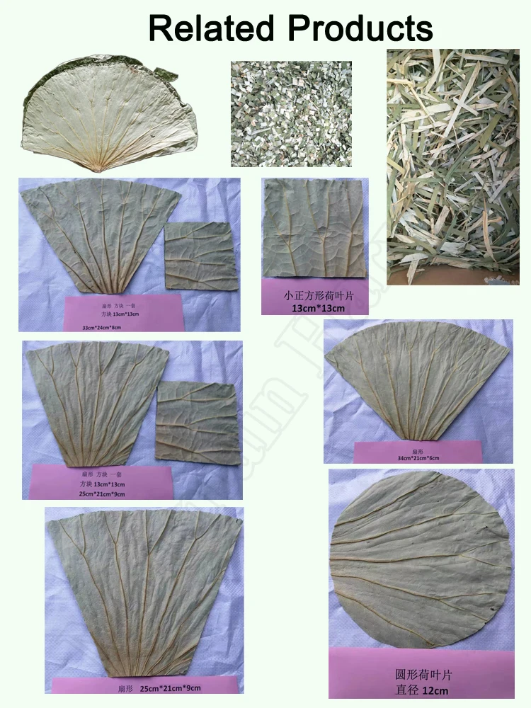 Lotus Leaves Related.jpg